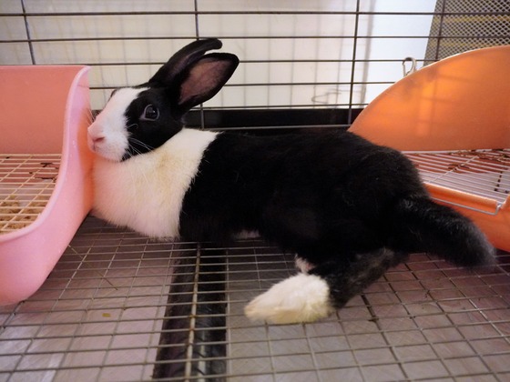 220514komaDSC05690 (2)