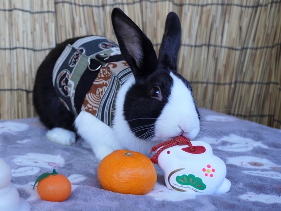 220101クッキーDSC00576 (2)