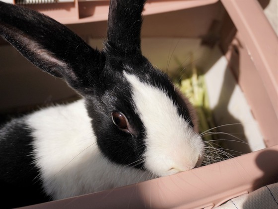 220312komaDSC09357 (2)