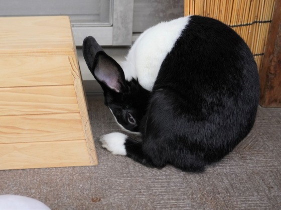 220515komaDSC05831 (2)