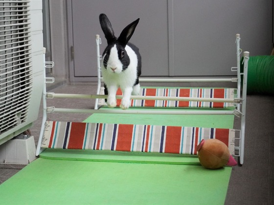 220417komaDSC01590 (2)