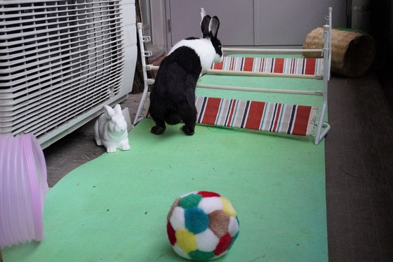 20230429ちゃいDSC07140