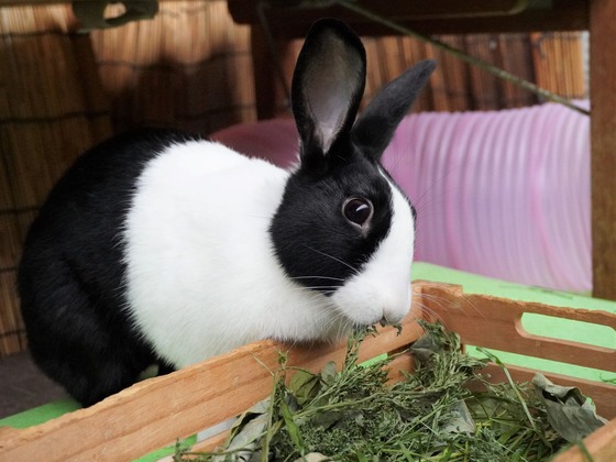 220417komaDSC01602 (2)