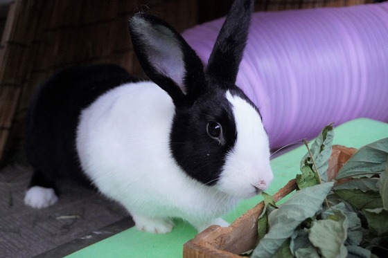 20230503るりDSC07474