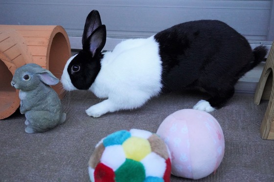 20230503るりDSC07479