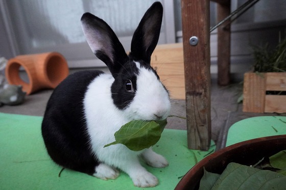 20230429ちゃいDSC07135