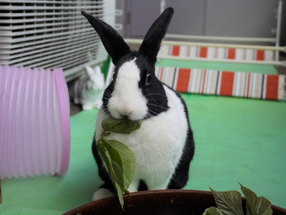 20230503komaDSC07403