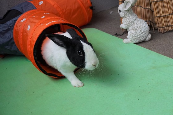 20230506komaDSC07445