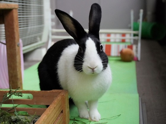 220417komaDSC01562 (2)