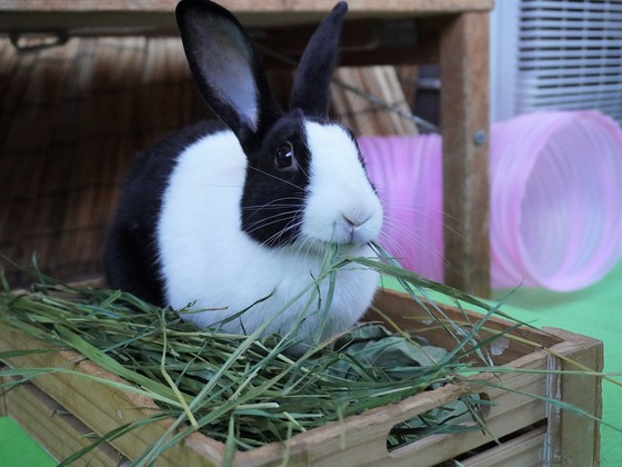 220306KOMADSC08311 (2)