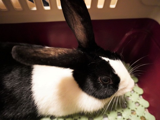 220506komaDSC04630 (2)