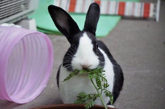 20230611komaDSC01315