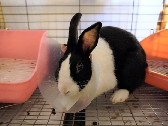 220510komaDSC05649 (2)