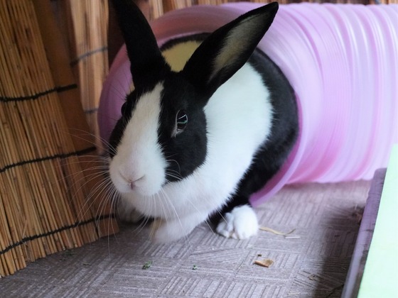 220417komaDSC01620 (2)