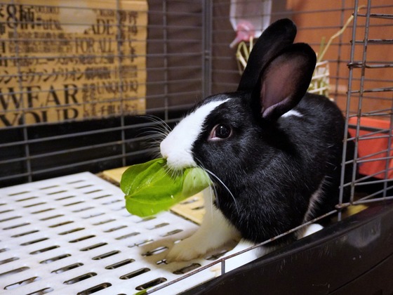 220815ビスケDSC08293 (2)