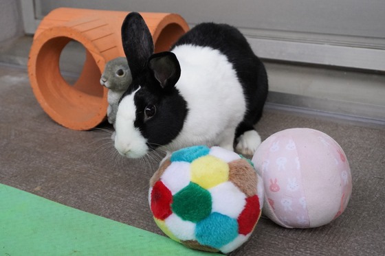 20230503komaDSC07379