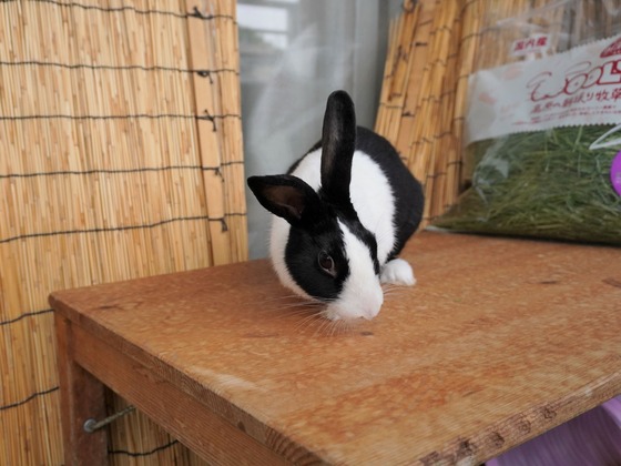 220515komaDSC05809 (2)