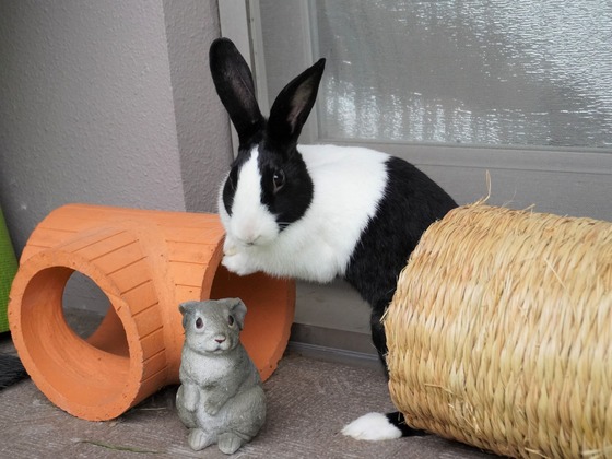 220515komaDSC05952 (2)