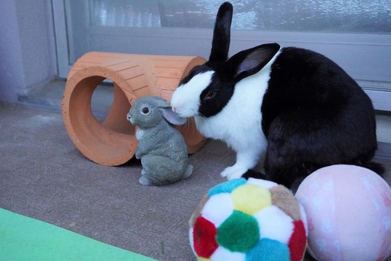 20230503るりDSC07515