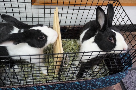 20230610ちゃい＆こんDSC00558