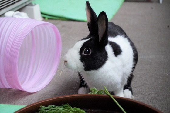 20230611chaiDSC01326