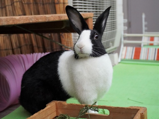 220417komaDSC01558 (2)