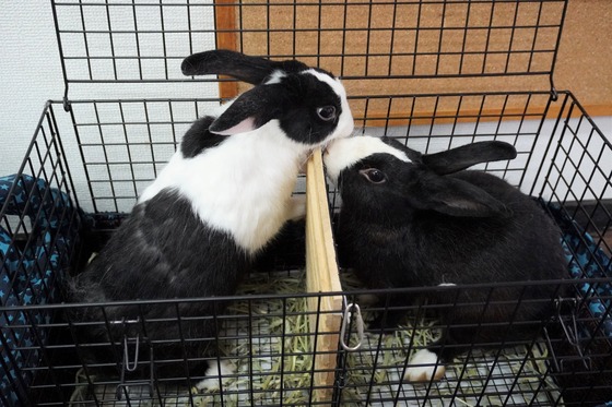 20230610ちゃい＆こんDSC00557