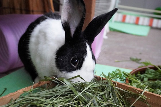 20230611chaiDSC01208