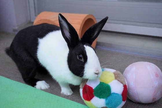 20230503るりDSC07528