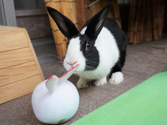 220515komaDSC05788 (2)