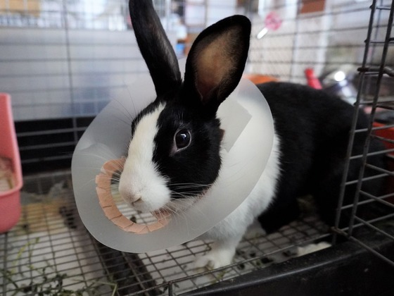 220507komaDSC04678 (2)