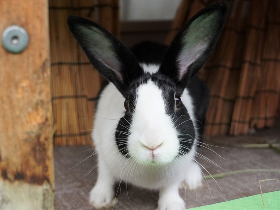 220515komaDSC05779 (2)