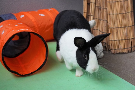 20230503komaDSC07373