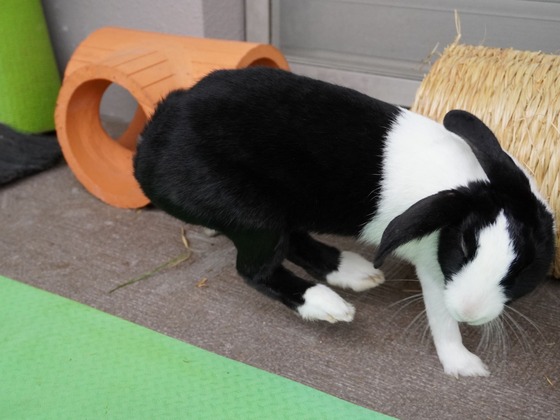 220515 komaDSC05704 (2)