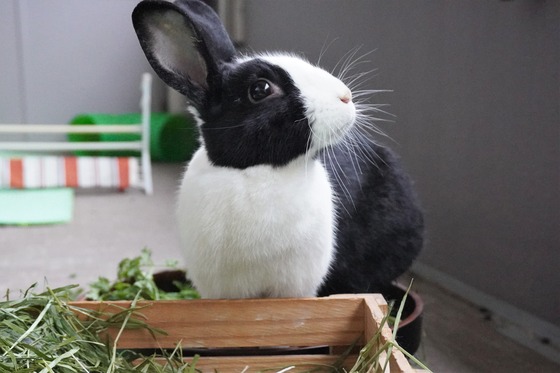 20230611komaDSC01221