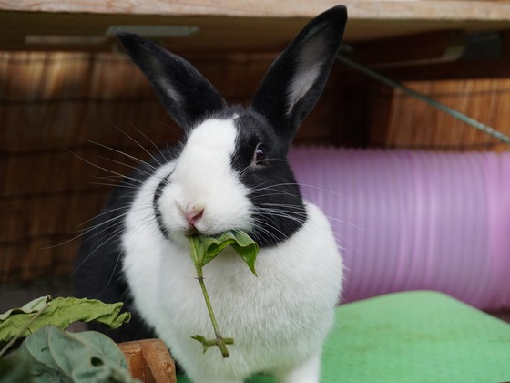 20230503komaDSC07369