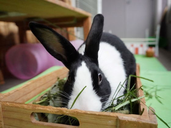 220417komaDSC01606 (2)