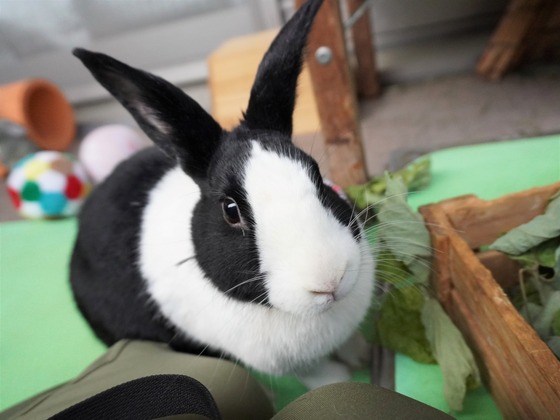 20230503komaDSC07419