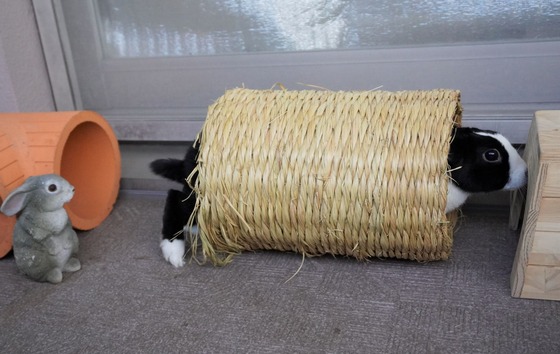 220306KOMADSC08381 (2)