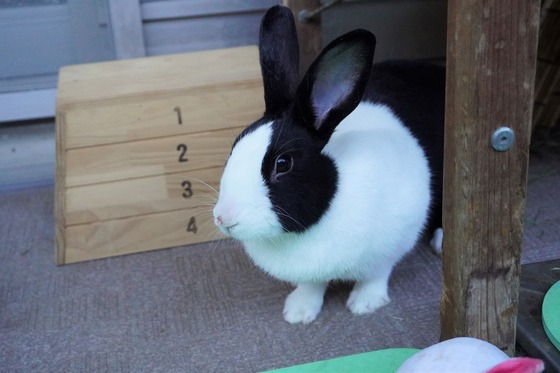 20230503るりDSC07507