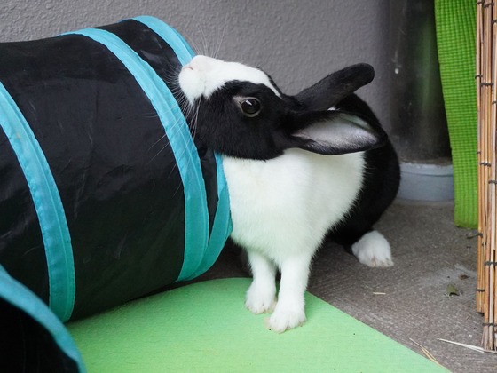 220417komaDSC01580 (2)