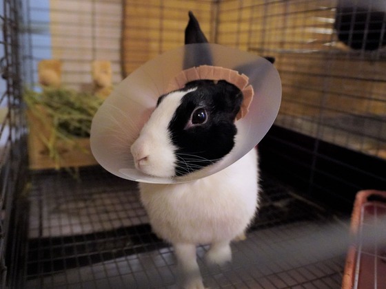 220506komaDSC04655 (2)