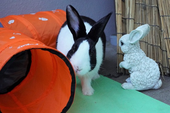 20230503るりDSC07470