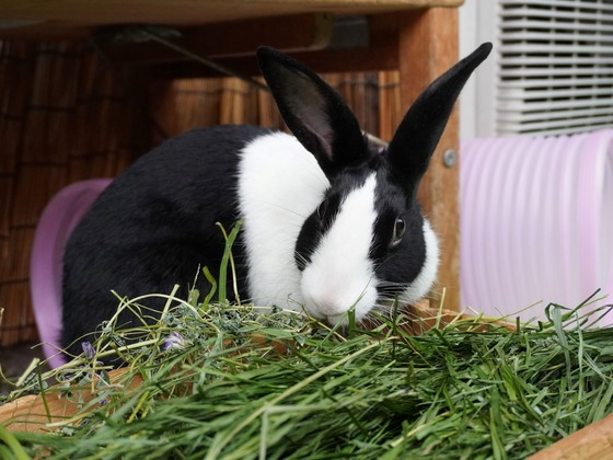 220515komaDSC05765 (2)