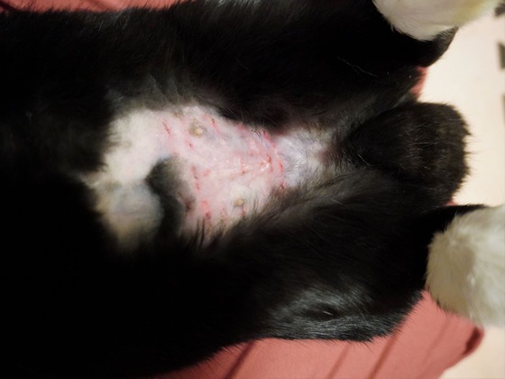 220514komaDSC05675 (2)