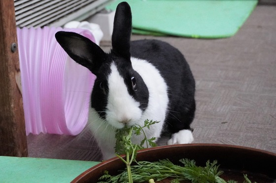 20230611komaDSC01229