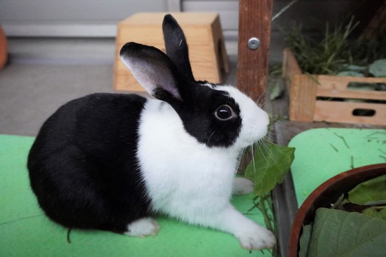 20230429ちゃいDSC07133