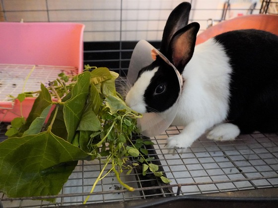 220508komaDSC05642 (2)