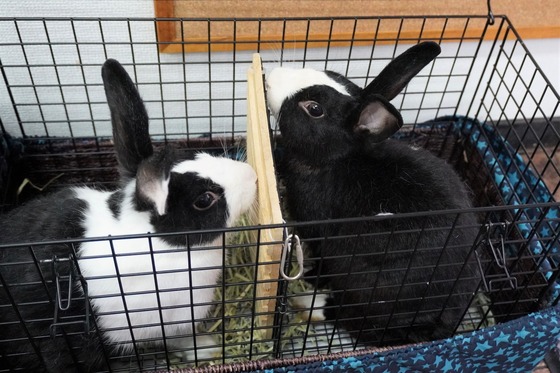 20230610ちゃい＆こんDSC00570