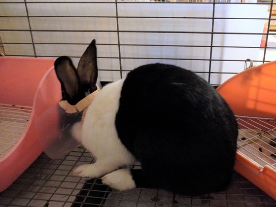 220510komaDSC05660 (2)